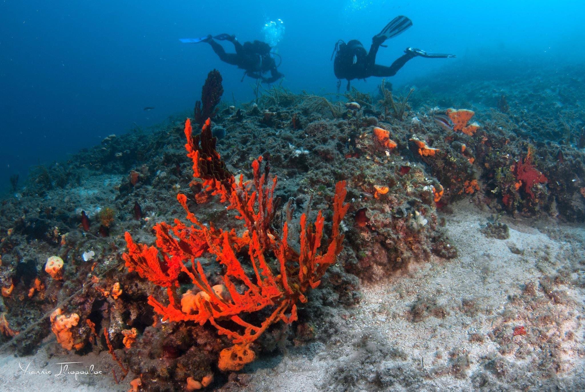 Scuba Diving